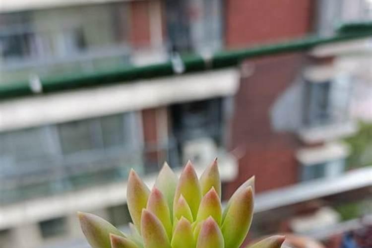 多肉服盆期多久浇一次水