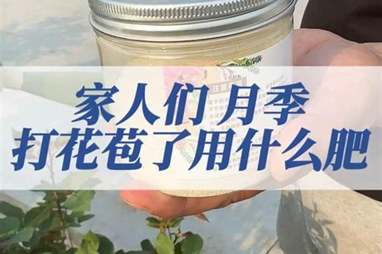 月季开花的时候能喷叶面肥吗