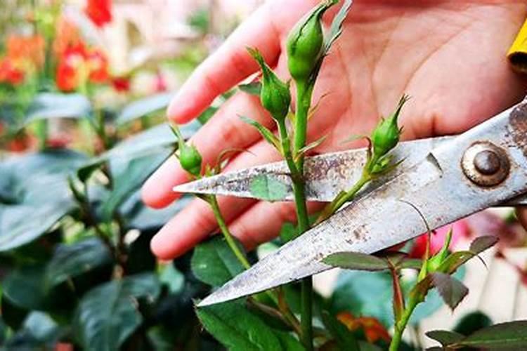 月季花苞期施什么肥 注意事项有哪些