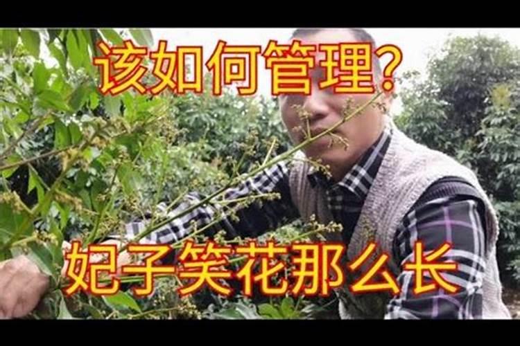 妃子笑保果正确方法