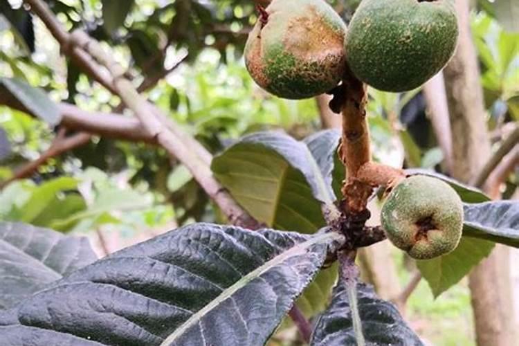 果树枇杷施什么肥料好？一次喷施多少肥料合适？枇杷膨果防裂着色用“调色...