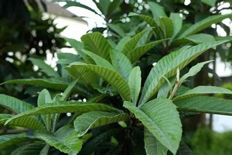 枇杷是药食两用的果树,枇杷采收前该如何管理呢？