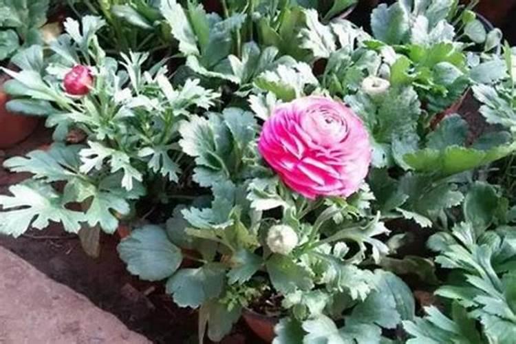 芹叶牡丹一年开几次花