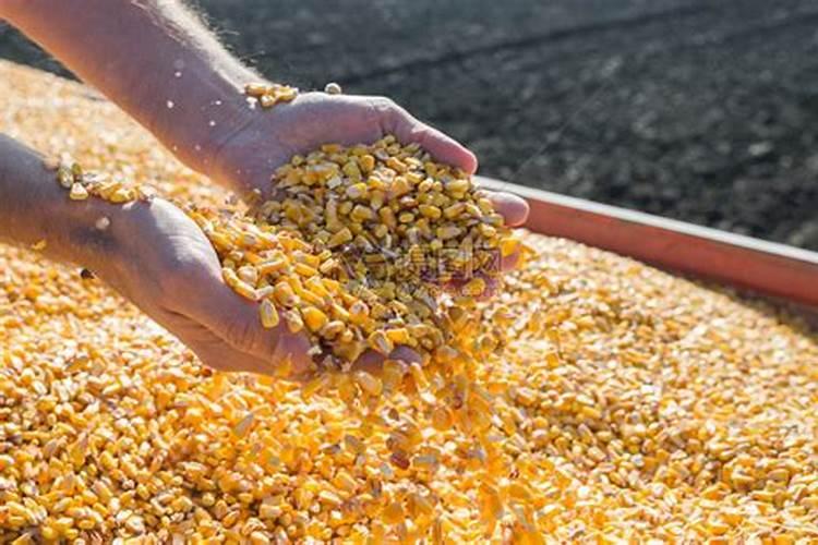 小麦种的深了有的在地下窝着发黄能再浇水吗？