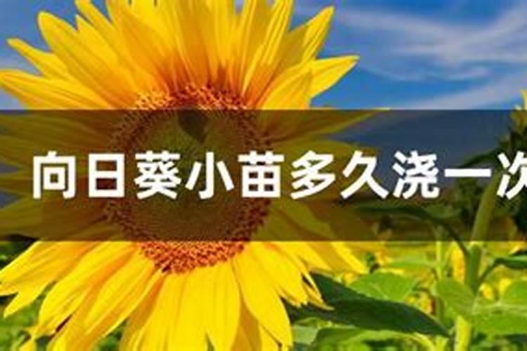 虎刺梅小苗好像快死了,怎么办,一直黄叶子,还掉黄叶和花