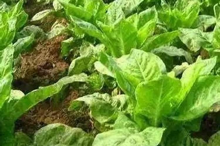 莴笋能用尿素肥吗 莴笋叶面肥用法用量