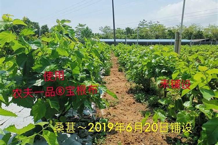 草甘膦钾盐除草剂的注意事项？