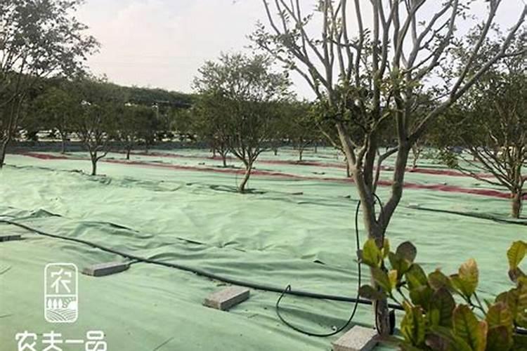 硫酸钾和氯化钾有哪些区别？ 苄嘧·草甘膦的使用方法及注意事项总结百 ...