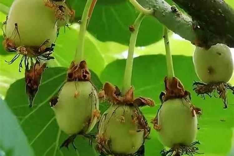 苹果树追肥用什么肥料