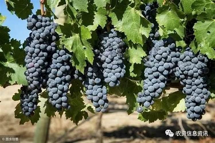 葡萄施钾效果好