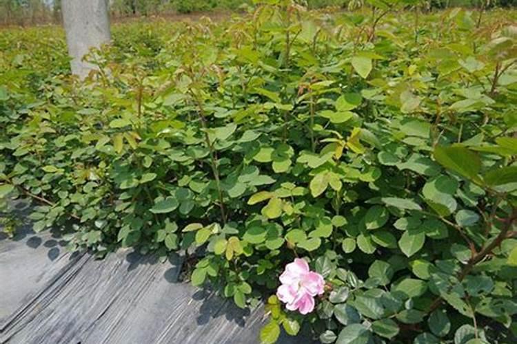 月季花施什么肥料好