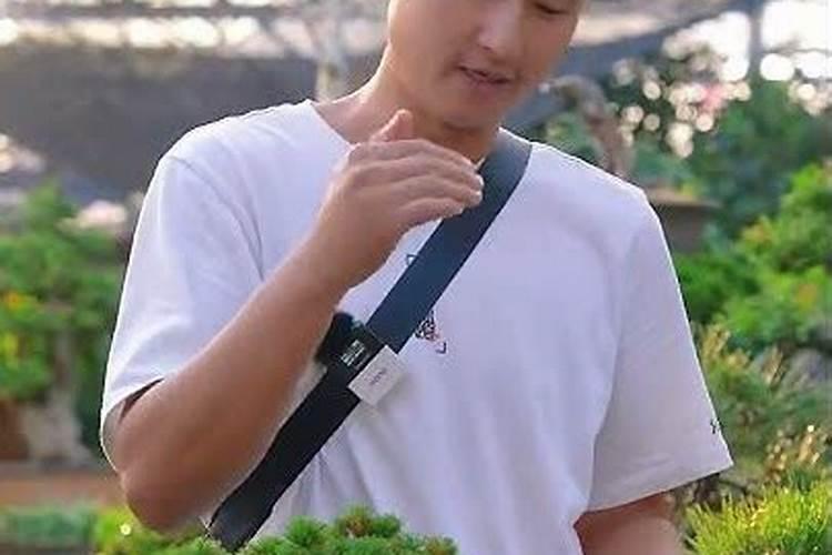 如何养殖松树