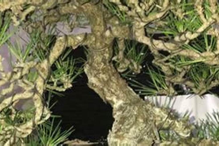 松树秋天落叶吗