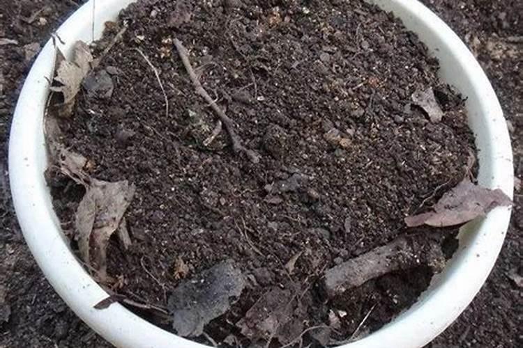 烂菜叶子泡水浇菜可行吗？