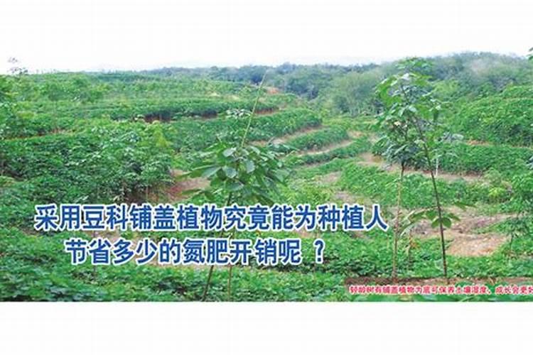 硫酸铵和尿素哪种好