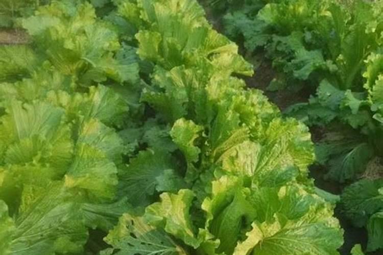 水溶肥料是什么原料做的