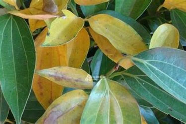 柚子树叶子发黄怎么办