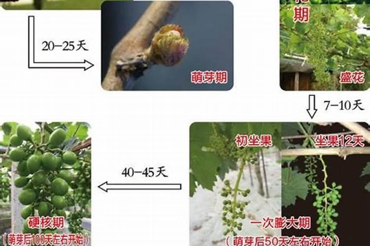 阳光玫瑰萌芽期用肥