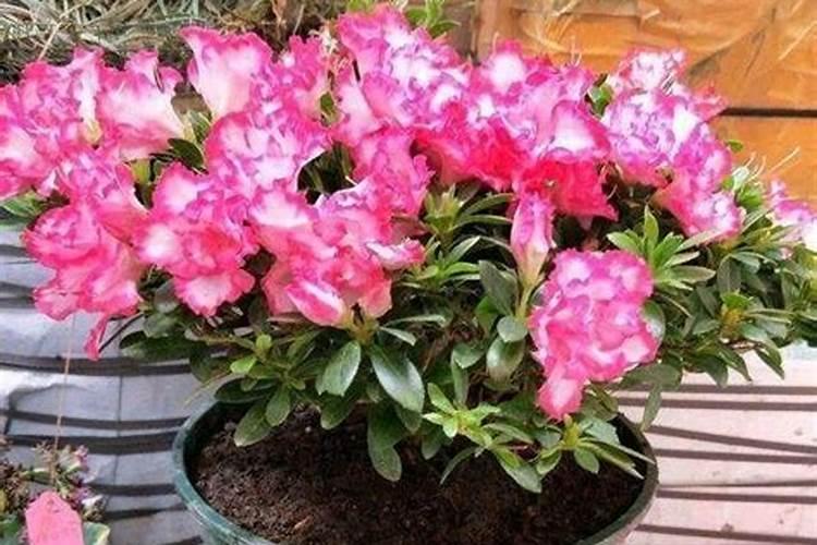 怎么样养杜鹃花