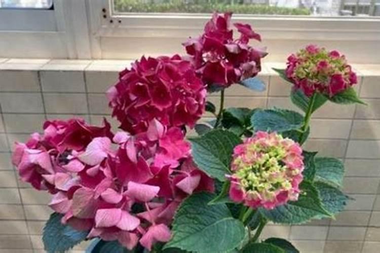 绣球怎么施肥绣球花如何施肥