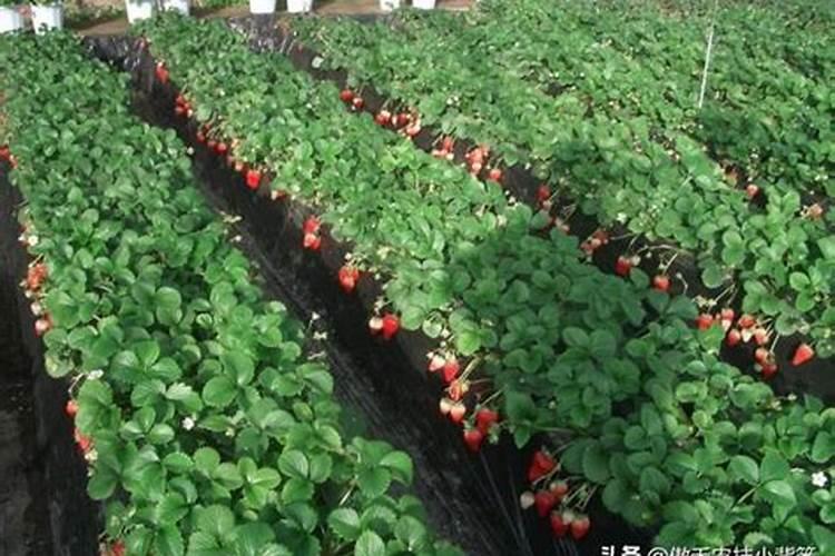 草莓开花能打什么药好