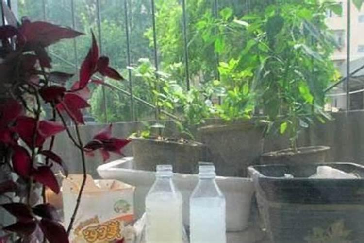 养花还要买肥料？几粒豆子,就能保花10年绿油油