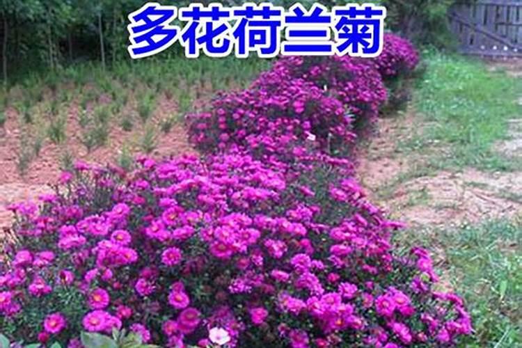 金桔盆栽秋天可以施肥吗(金桔树什么时候施肥最好)