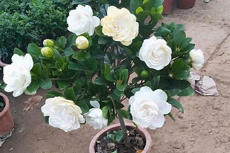 栀子花难养？记住这几个“窍门”,枝繁叶茂,花苞多