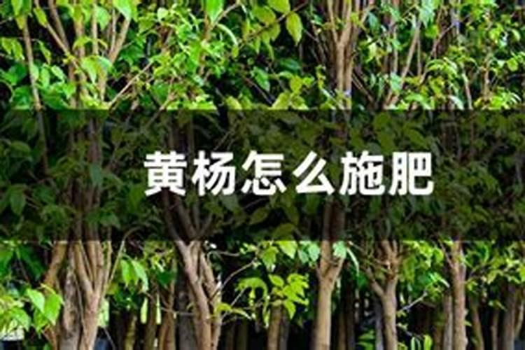 黄杨怎么施肥