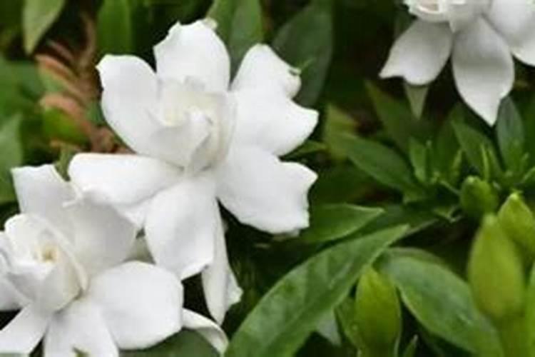 听说栀子花有花苞时不能施磷肥,说是晚了？我施了该怎么办？如题