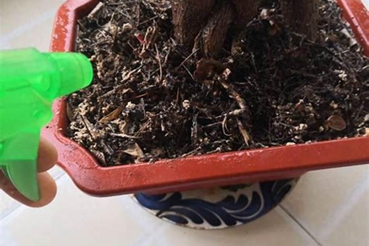 水稻破口期时,应该如何喷施农药和叶面肥能使水稻长势旺？