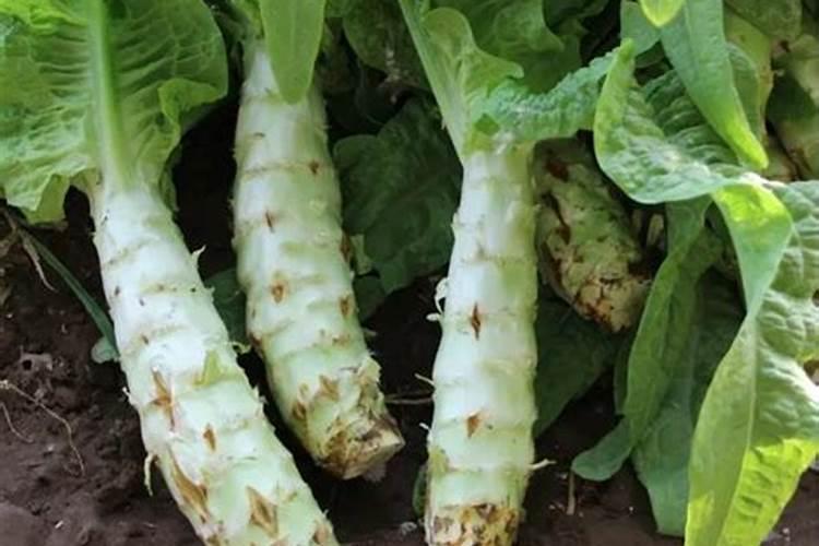 莴笋用什么肥料最好