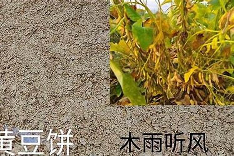 炒熟的黄豆可以做肥料吗
