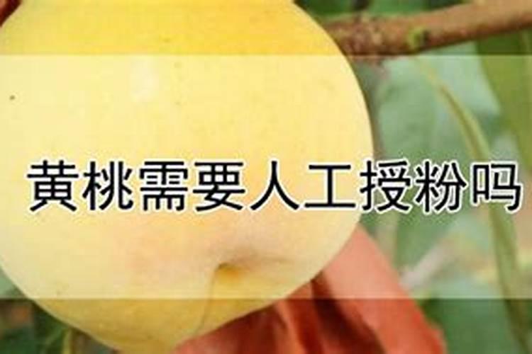 锦香黄桃和锦绣黄桃栽培技术一样吗