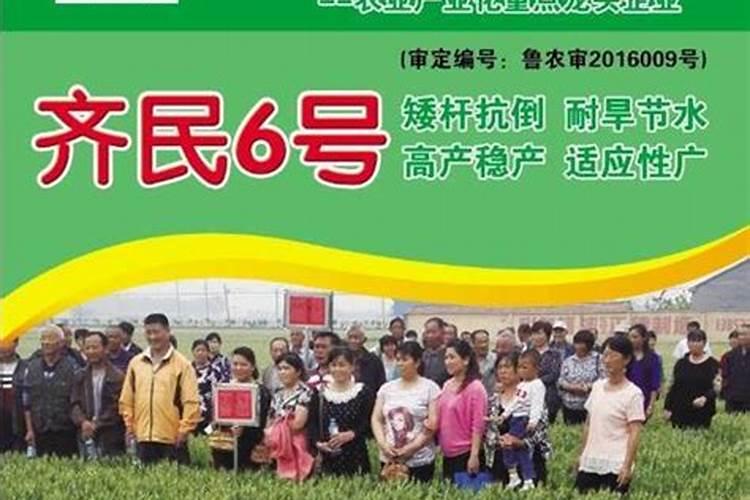 一亩地玉米究竟要施多少化肥