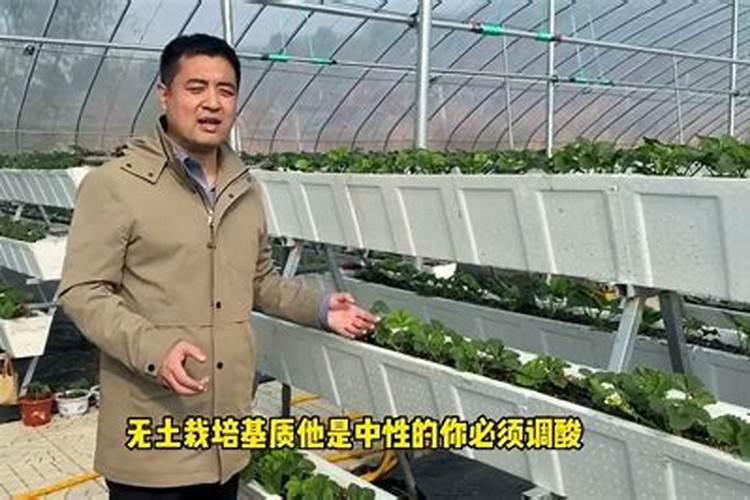 香葱无土栽培方法 无土栽培技术及注意事项