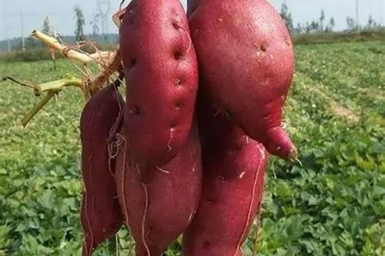 种红薯用什么肥料好