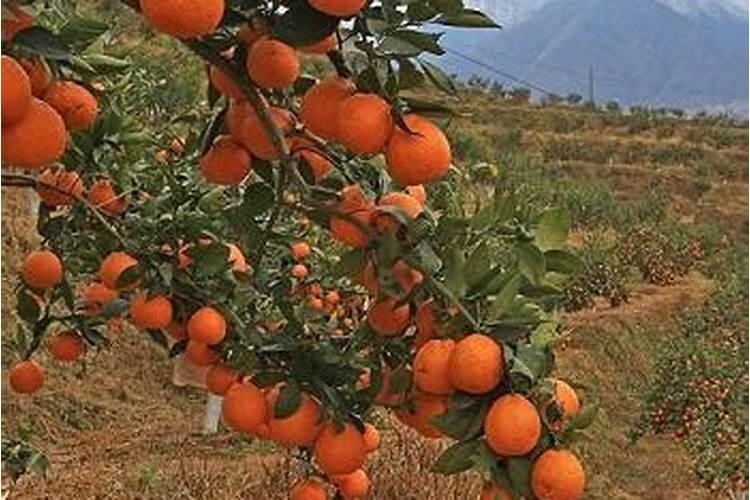 种植沃柑施肥时间和方法