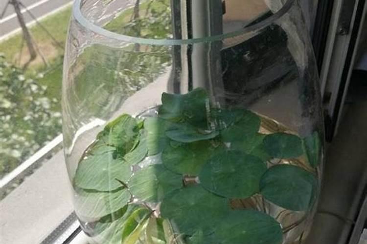 养多肉怎样使用水溶肥