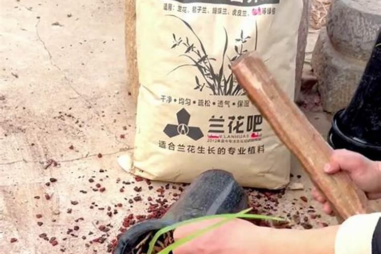 兰花用什么肥料最好