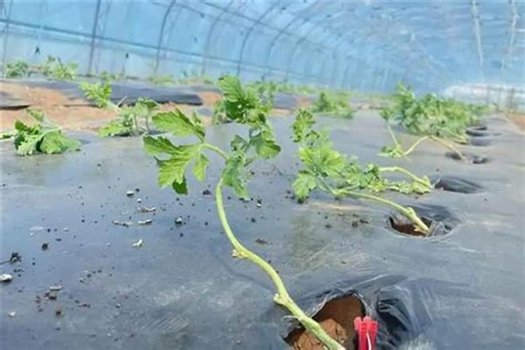 种西瓜用什么肥料