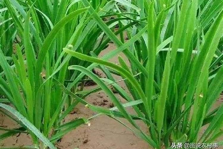 自家种韭菜需要什么肥料 自家种韭菜需要哪些肥料