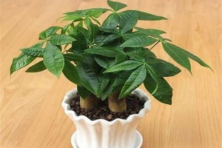 如何给一棵富贵树施肥施肥后叶子干枯太多怎么办？