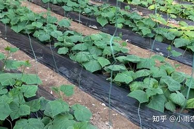 黄瓜如何引蔓、整枝、掐尖？