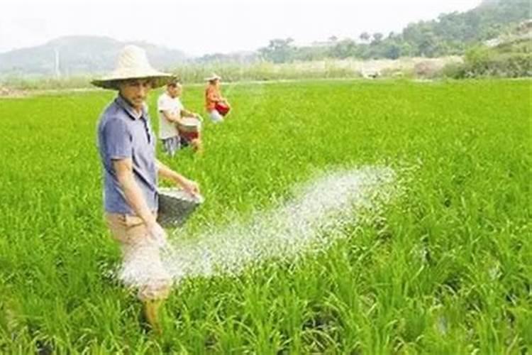 磷肥的最佳使用时间及用量
