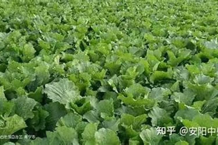 冬天大棚西红柿可以冲钙肥吗