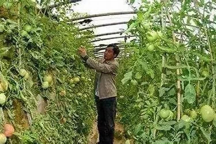 一亩地用多少化肥正常