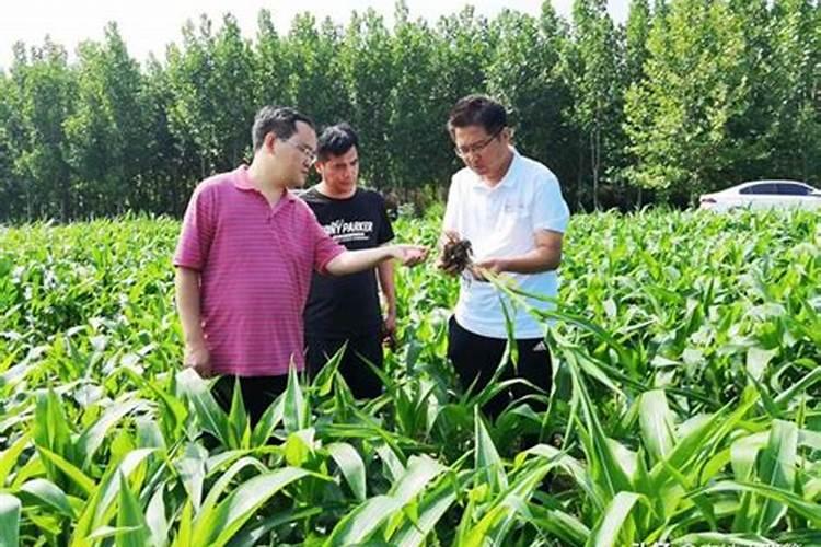 小麦“一喷三防”哪一遍必打？打几遍最好,推荐几个好的用药方案