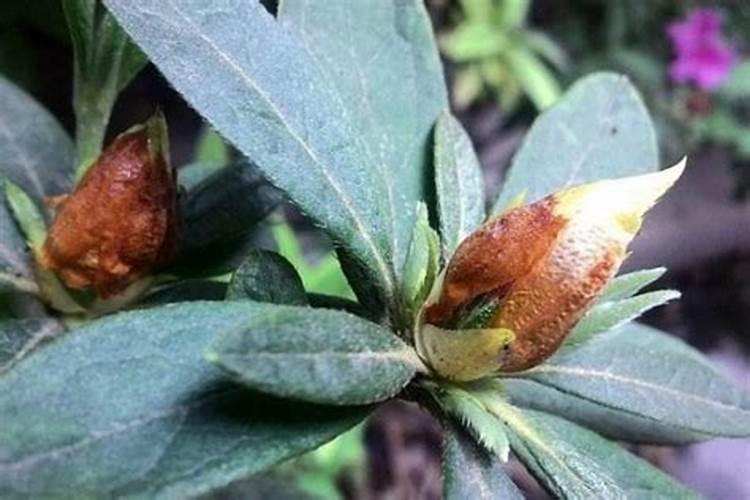 状元薯怎样种植？