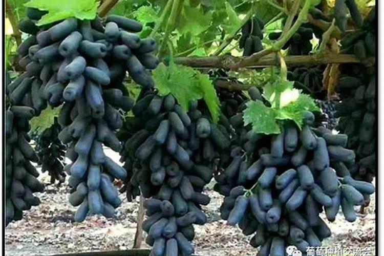 蓝宝石葡萄高产栽培技术